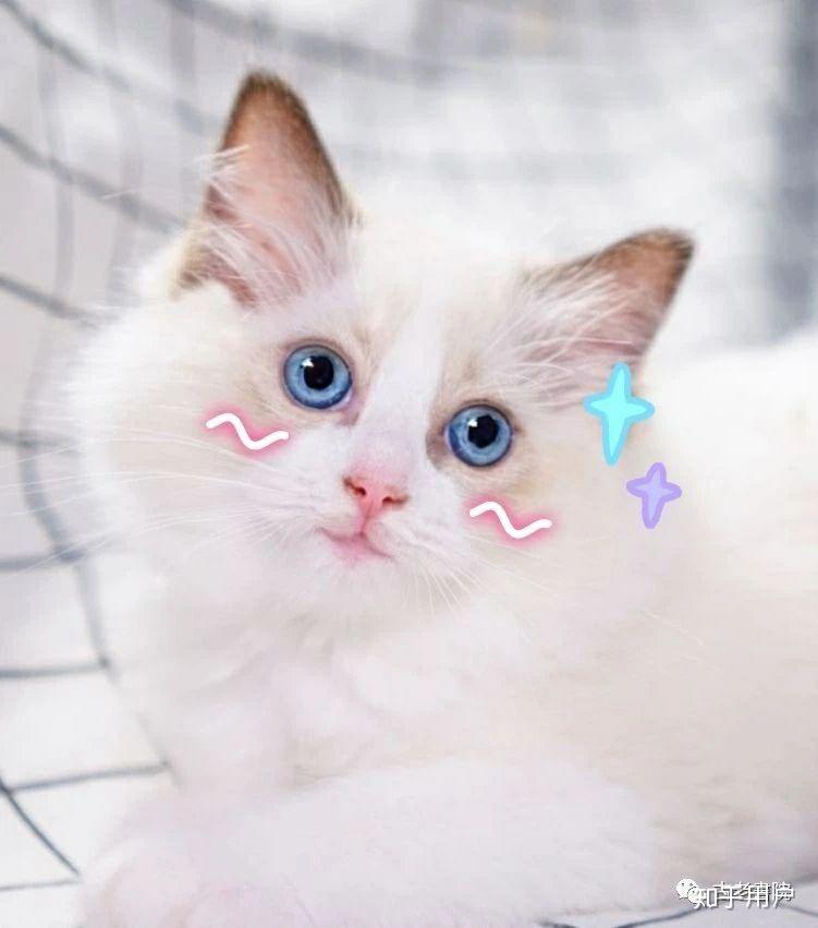自己养的猫做的哪些表情包让你觉得最为惊艳
