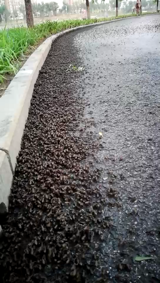 自然科学 地震 生物学 自然灾害 地质灾害 马路上出现大量青蛙搬家,这