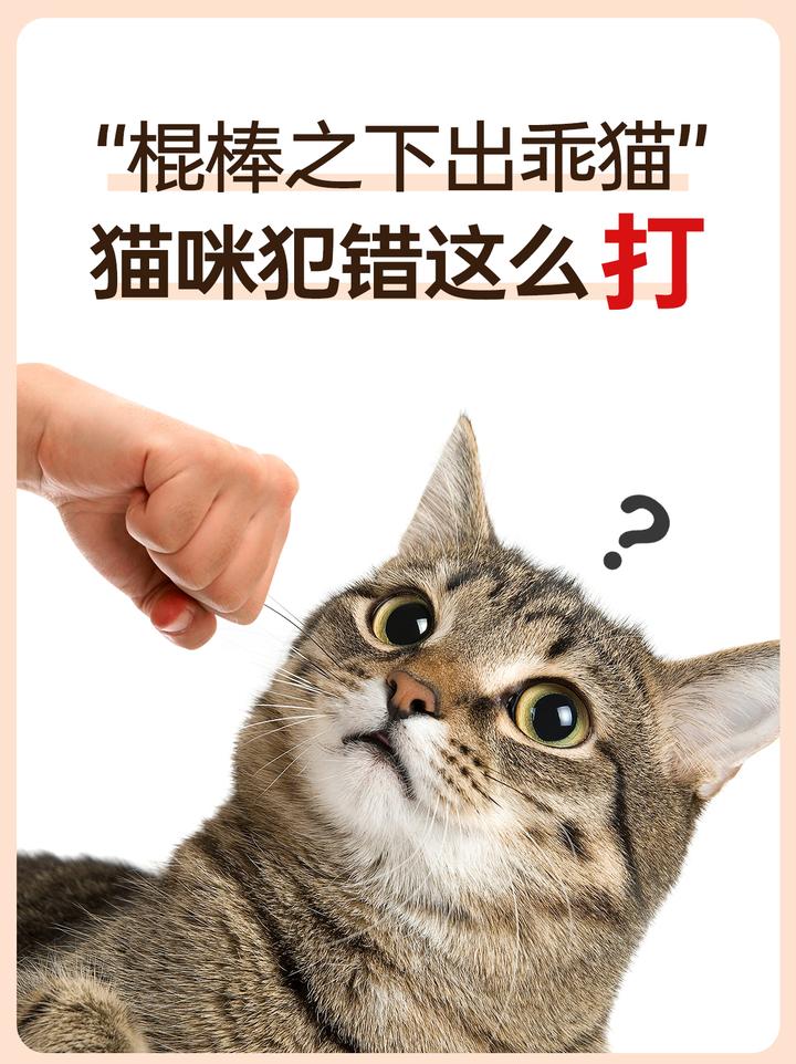 棍棒之下出乖猫,猫咪犯错这么打 - 知乎