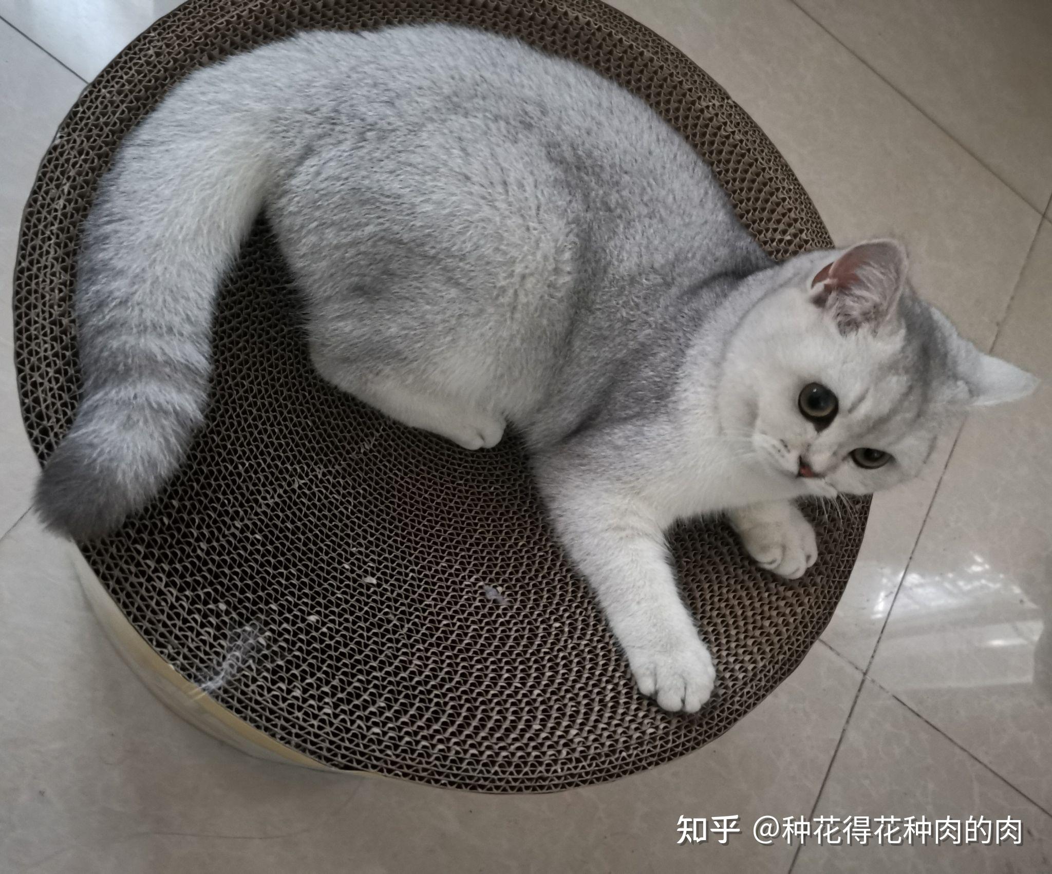 有只大尾巴银渐层是种什么体验? - 知乎