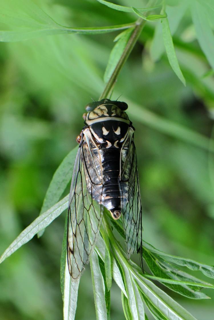 蝉到什么山都唱一样的歌行事从来不看别人的脸色