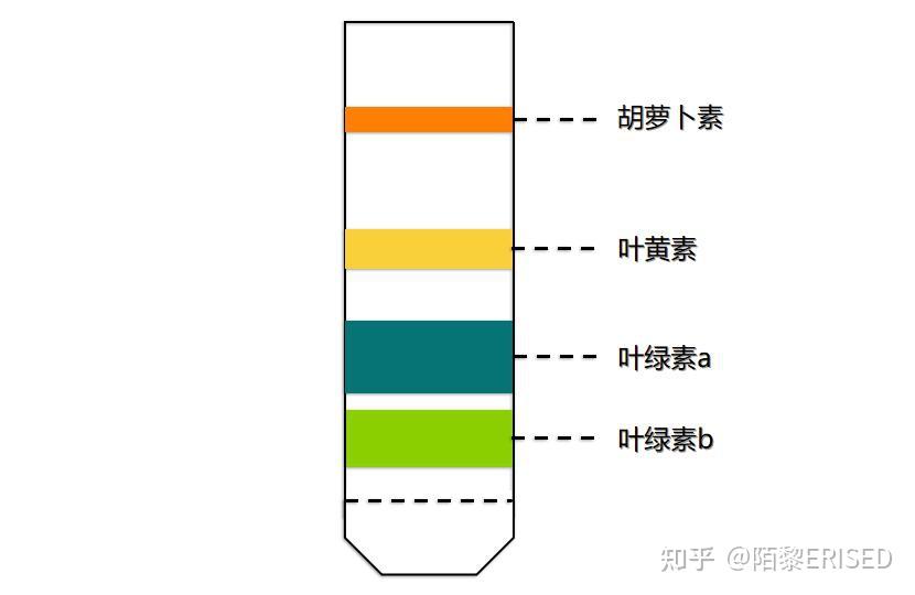 叶绿素b性状图片