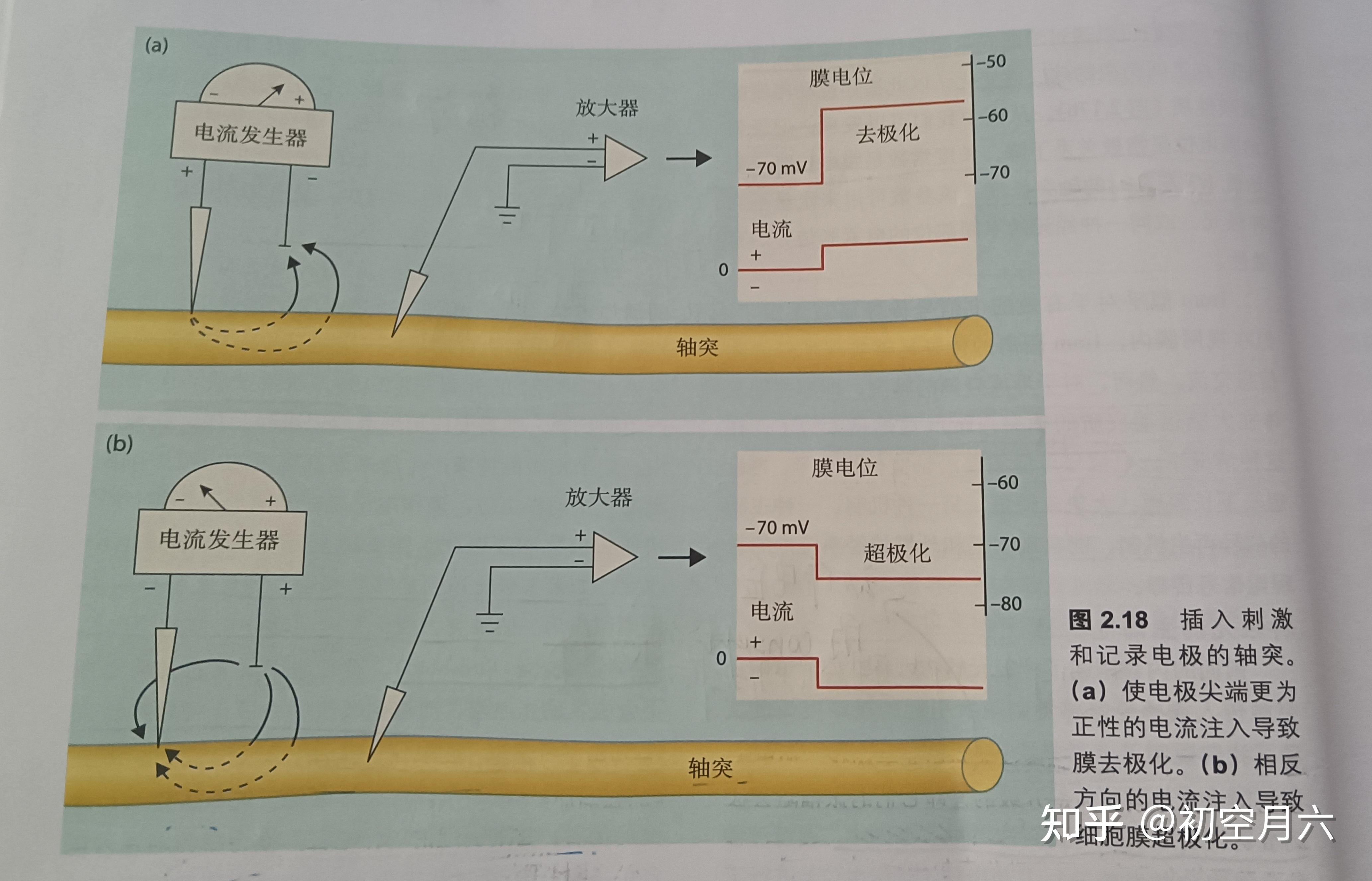 《认知神经科学》笔记//神经信号(第二章 细胞机制与认知) - 知乎