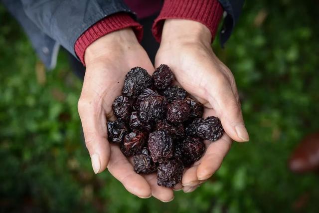 新鲜的不好吃变烂后吃法很多丁香枣少有人知20元1斤