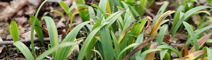 毛慈菇林下种植技术《林业与生态》 - 知乎