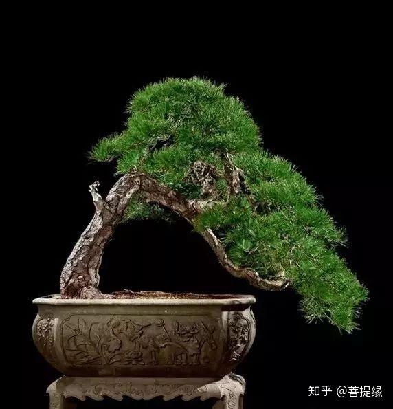 天价!天价!名贵植物排行,令人大开眼界-名贵植物图片