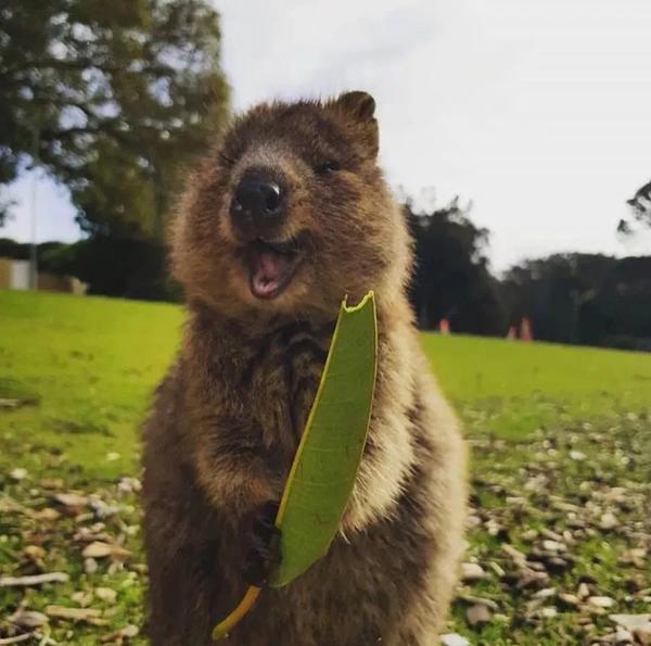 它们被称为 世界上最快乐的动物 知乎