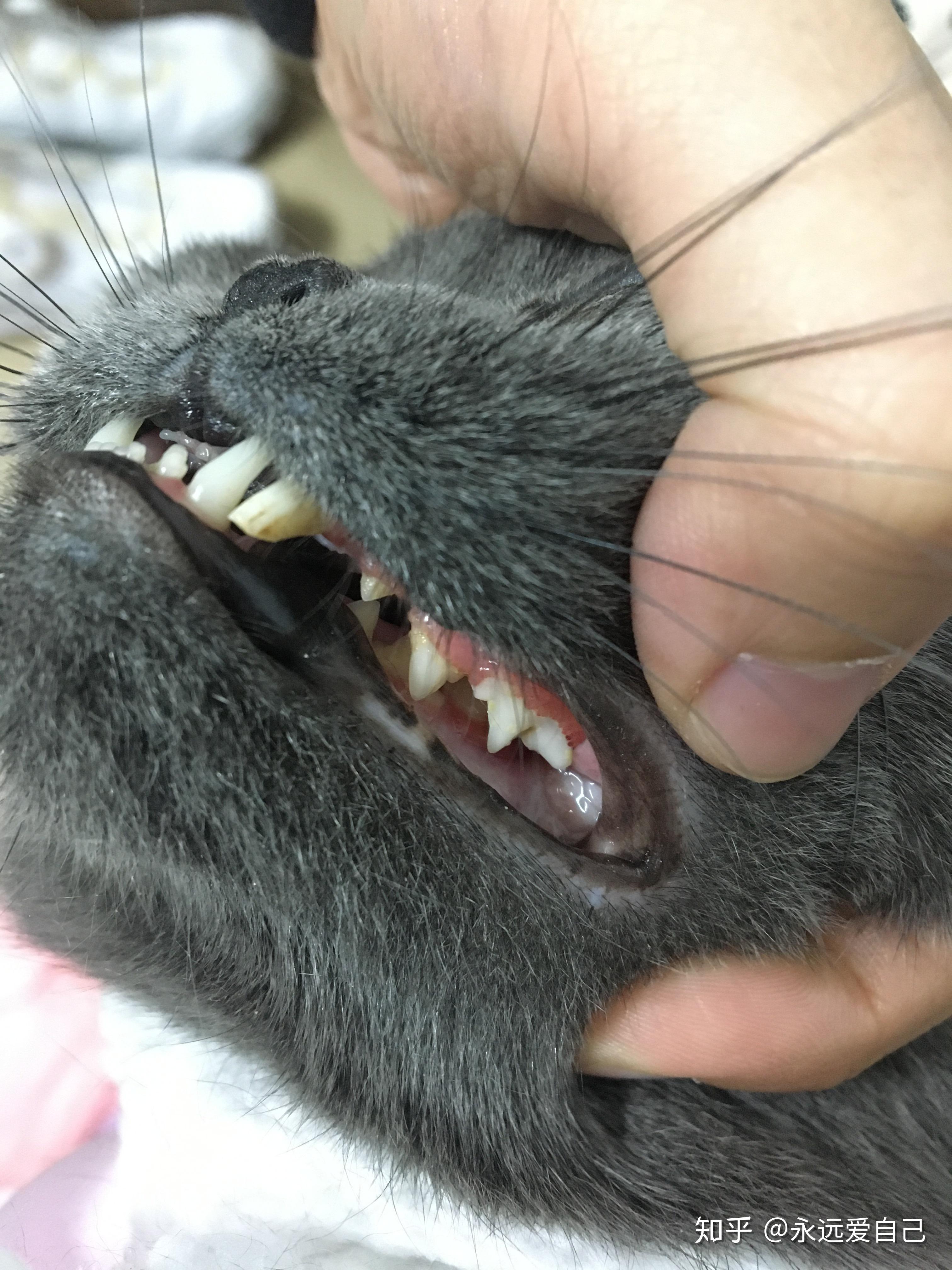 猫咪有几颗牙齿？快来学习关于喵星人的牙齿小常识！ - 知乎