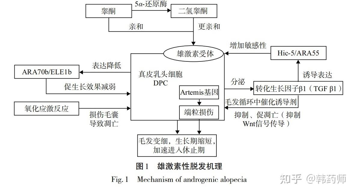 如何使自己的头发变得浓密? - 知乎