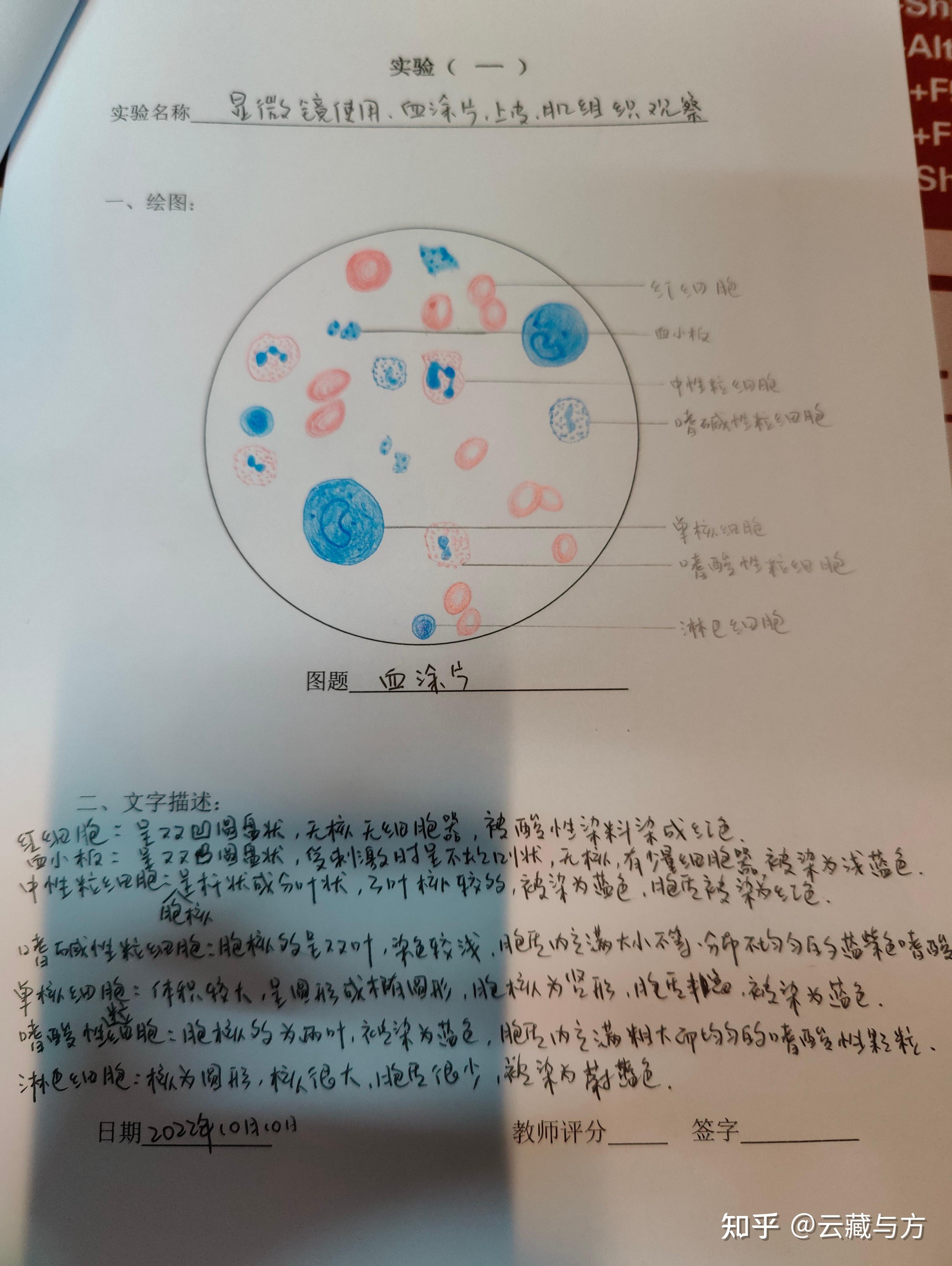 鸡血涂片红蓝绘图图片