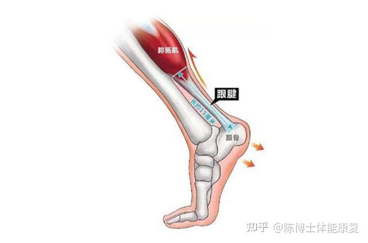 通過調整其腳後跟與踝關節之間的力線和關節位置,消除了踝關節屈伸時