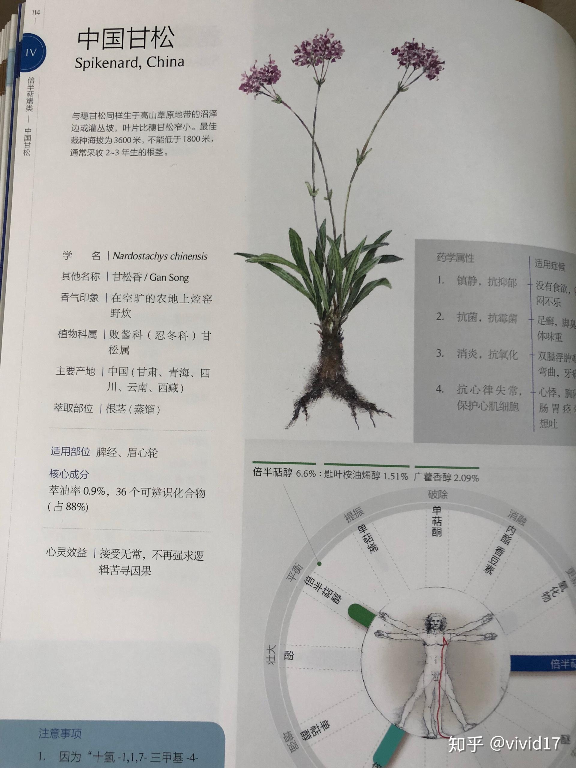 甘松与穗甘松是同一种植物吗两者有什么不同