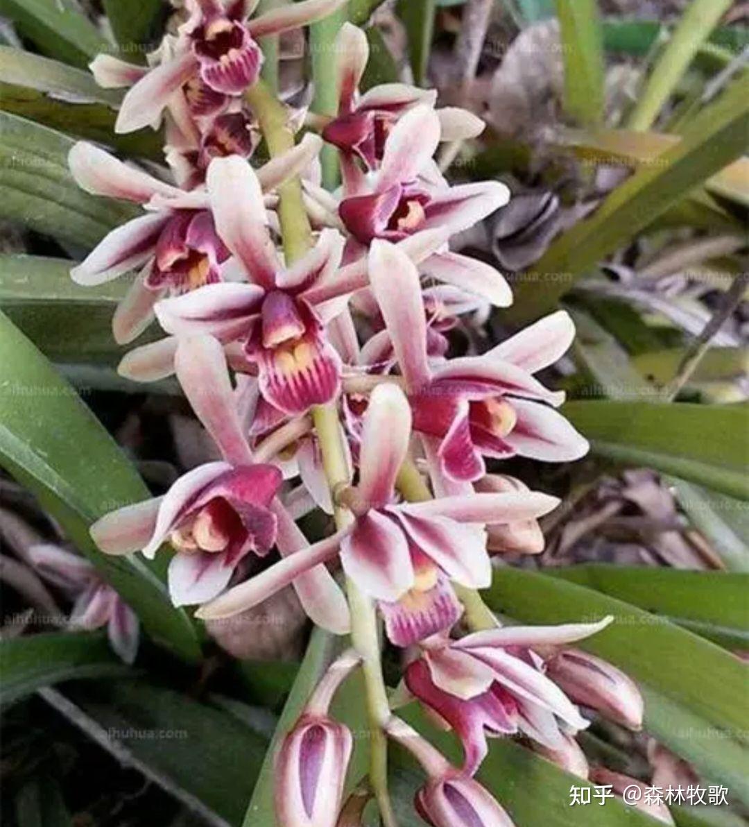 纹瓣兰的生长环境是怎样的