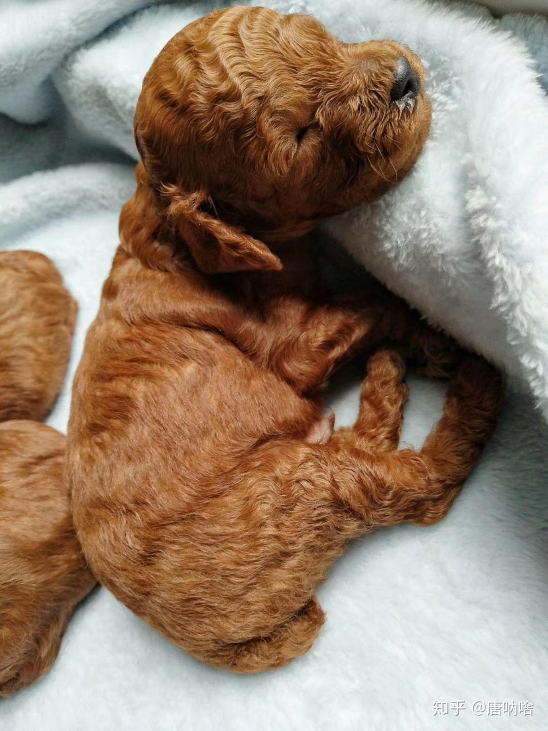 泰迪小时候的照片长什么样? - 知乎