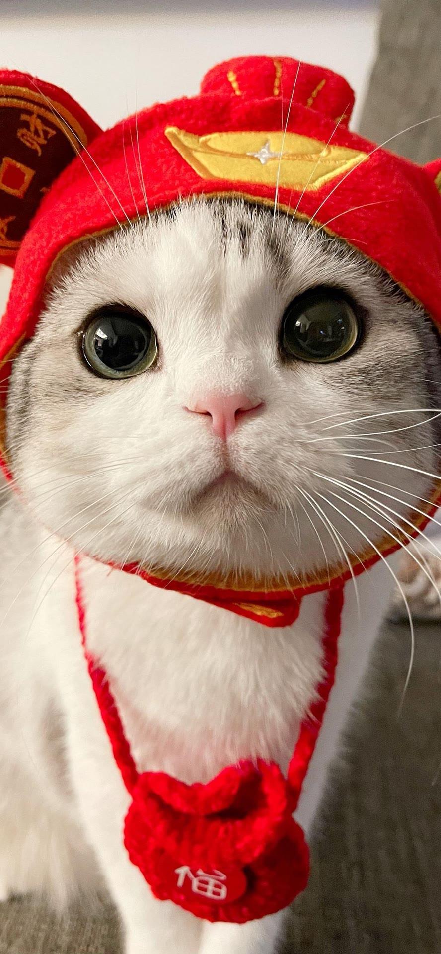 有没有好看的猫咪壁纸或头像