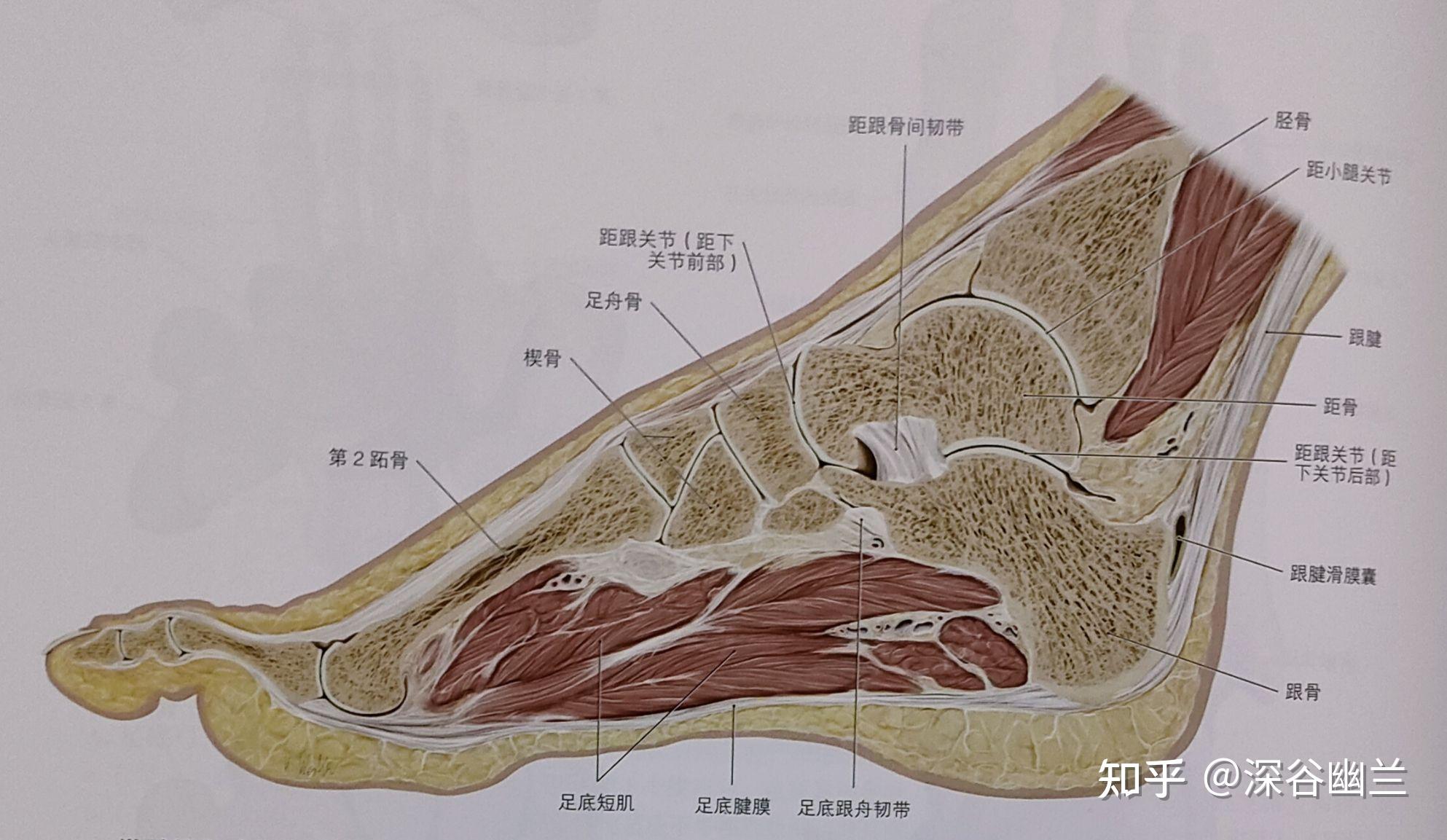 比目魚肌經足跟到脛骨,骨間膜和腓骨旳後側,在同一筋膜平面繼續前進