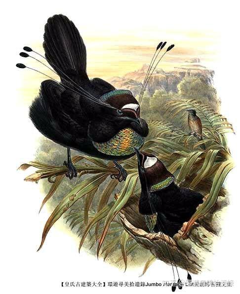 第1881回极乐鸟羽华美珍贵天堂鸟惹杀身之祸