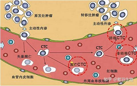 鲲羽科普| IF-FISH“双剑合璧”：一张图上同时呈现蛋白和基因 - 知乎
