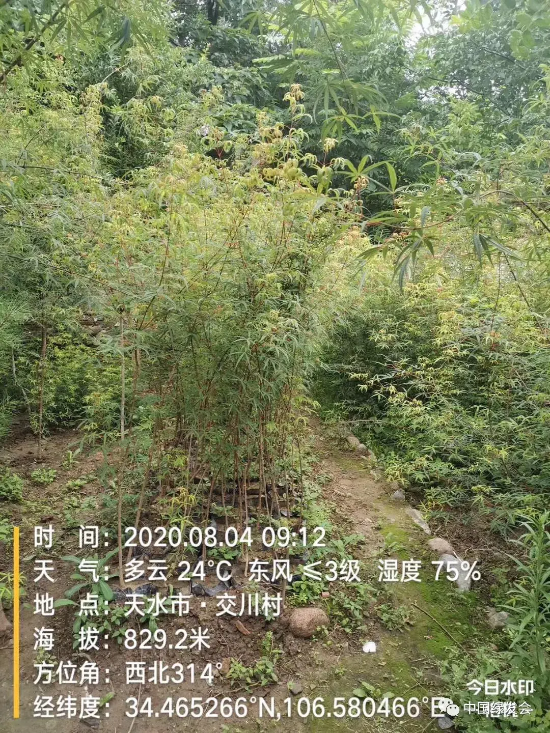 五小叶槭10岁,8岁,6岁