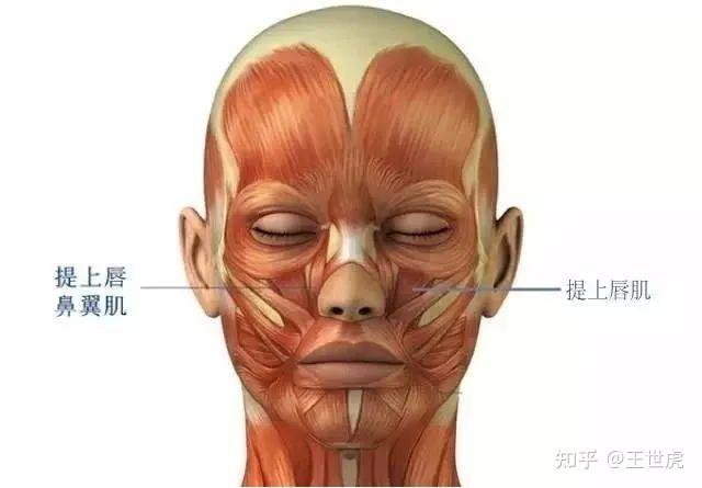 我悟了!原来不同类型的法令纹是这样改善的! - 知乎