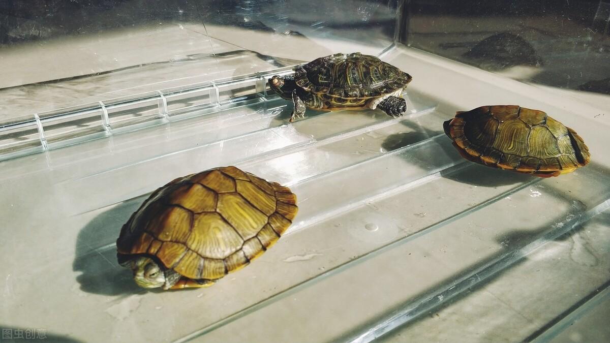 为什么你养的龟不如别人养的好？养龟有这八忌，你知道几个？ - 知乎