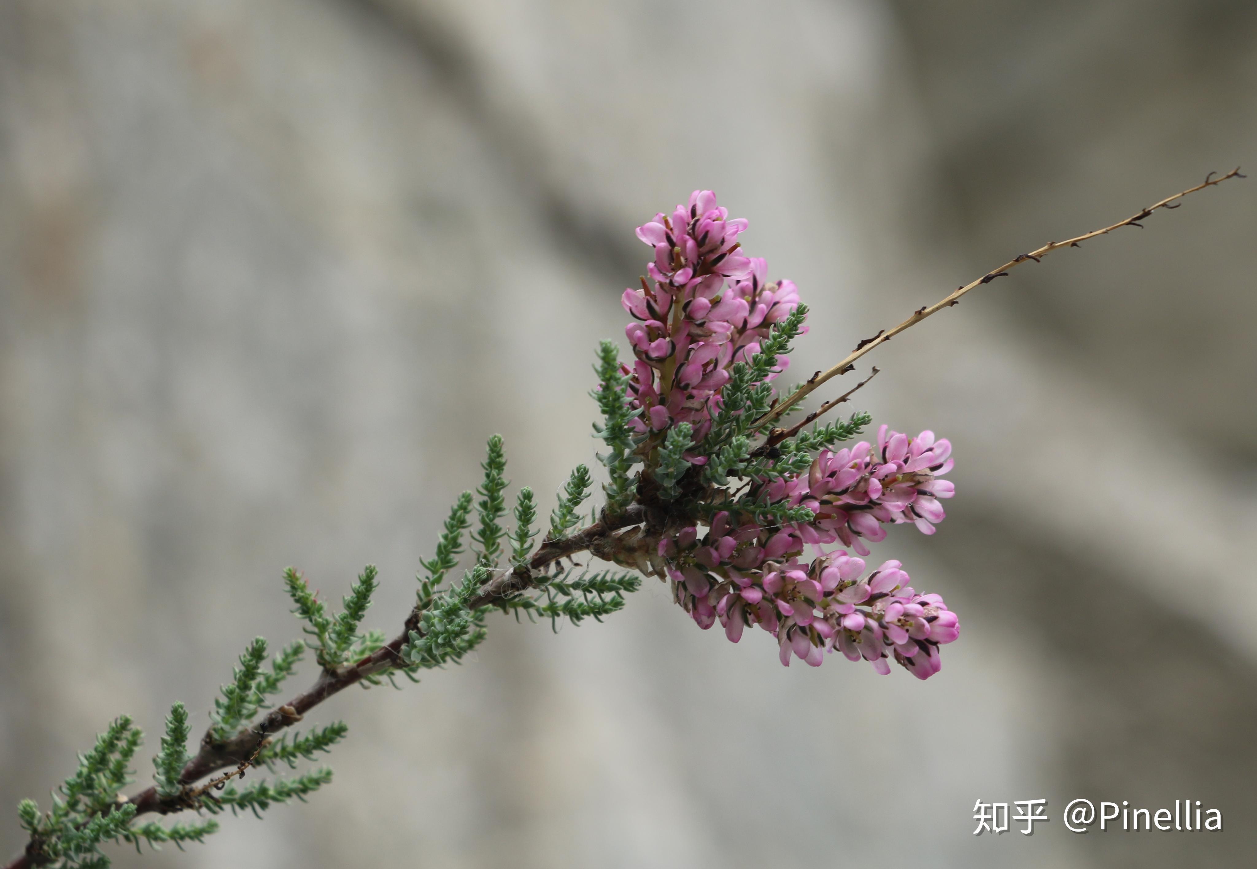 青藏秘境寻花之祁连篇上阿咪东索山