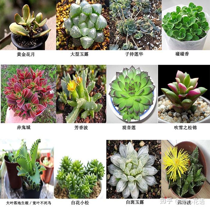 多肉控必看,324种多肉植物图文欣赏 - 知乎