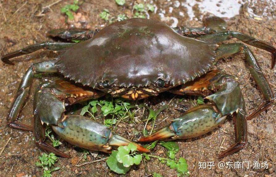 吃鲟首选东庠门金鲟