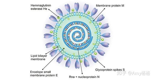 新冠病毒sarscov2主要结构蛋白
