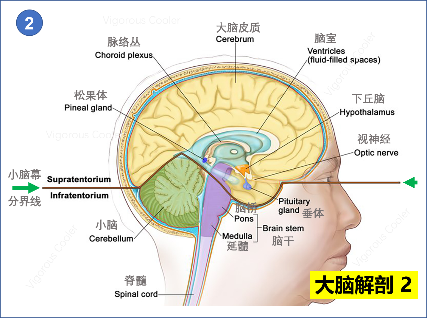 中区神经系统图片