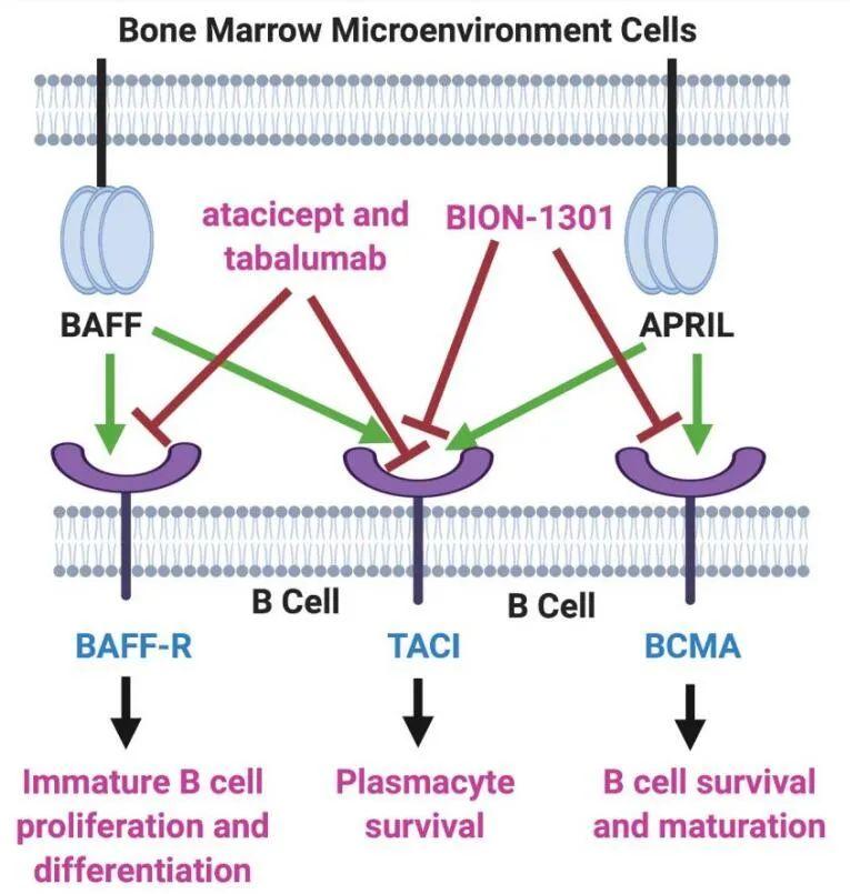带你全面了解靶点BCMA（02） - 知乎