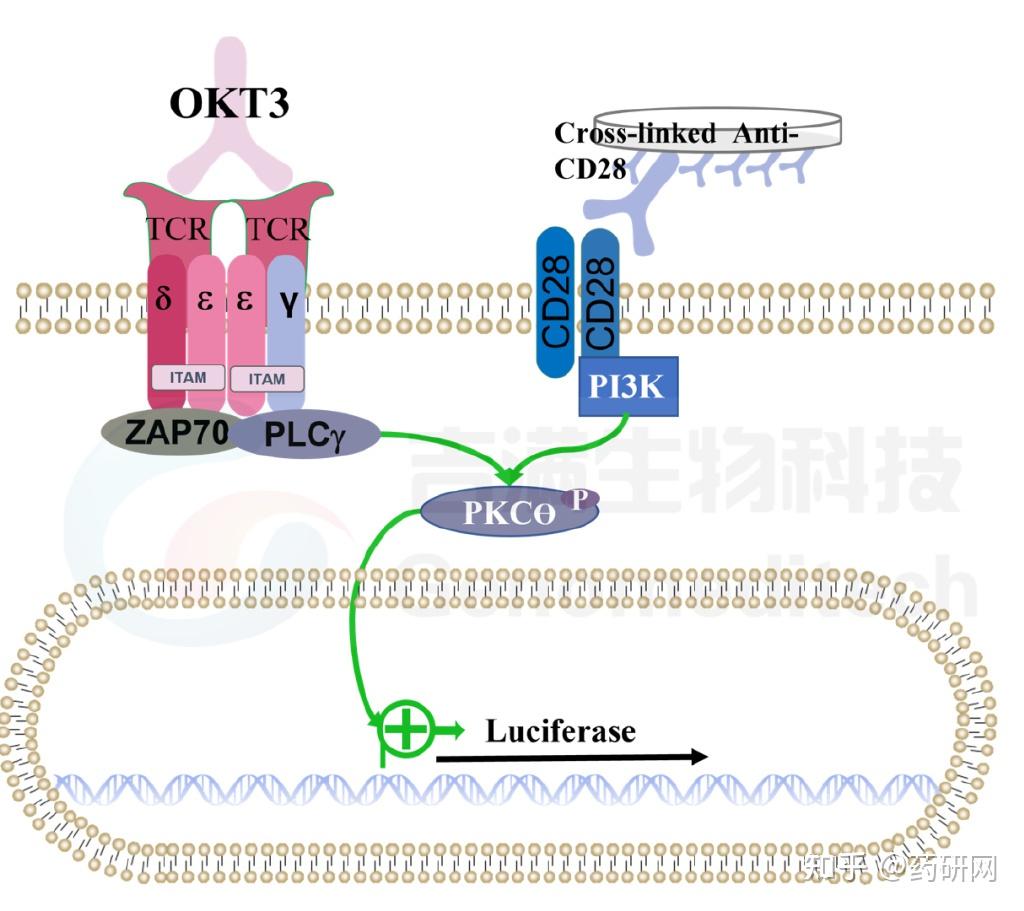 Cd28 Loop 靶点梳理丨CD28卷土重来 - 知乎