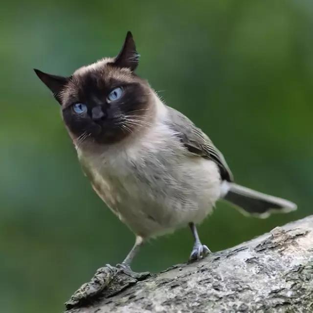 各种猫系脸的鸟儿将猫咪的照片融合到成其他动物的图像之中可到了