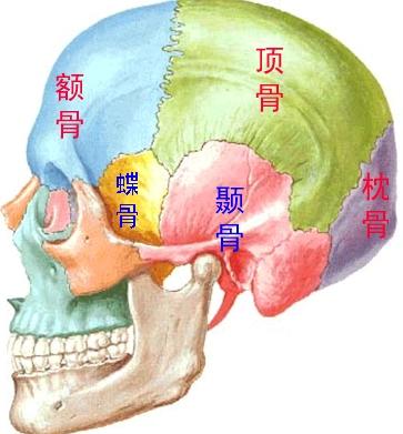 额骨的位置图图片