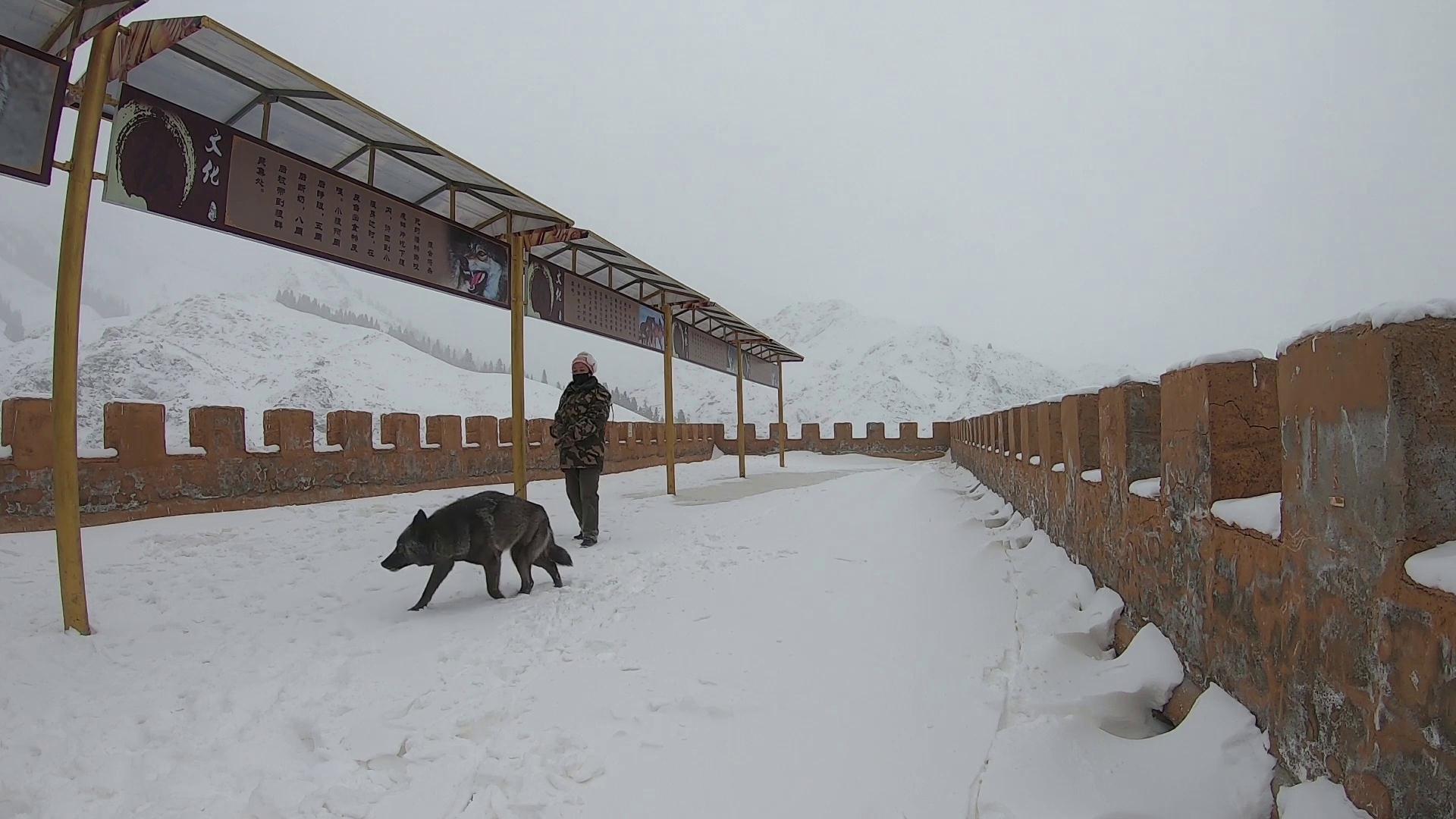 狼驯养几代野性会变?人工繁殖二代狼撕扯活物,野性能比上野狼吗