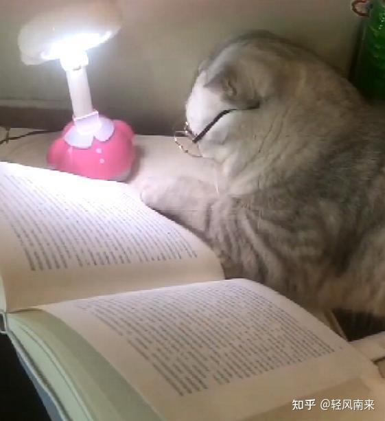 有没有小猫咪看书或者学习的头像