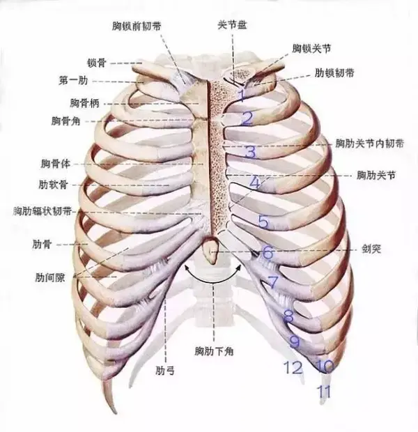 连明星都中枪的 肋骨外翻 应该怎么破 知乎