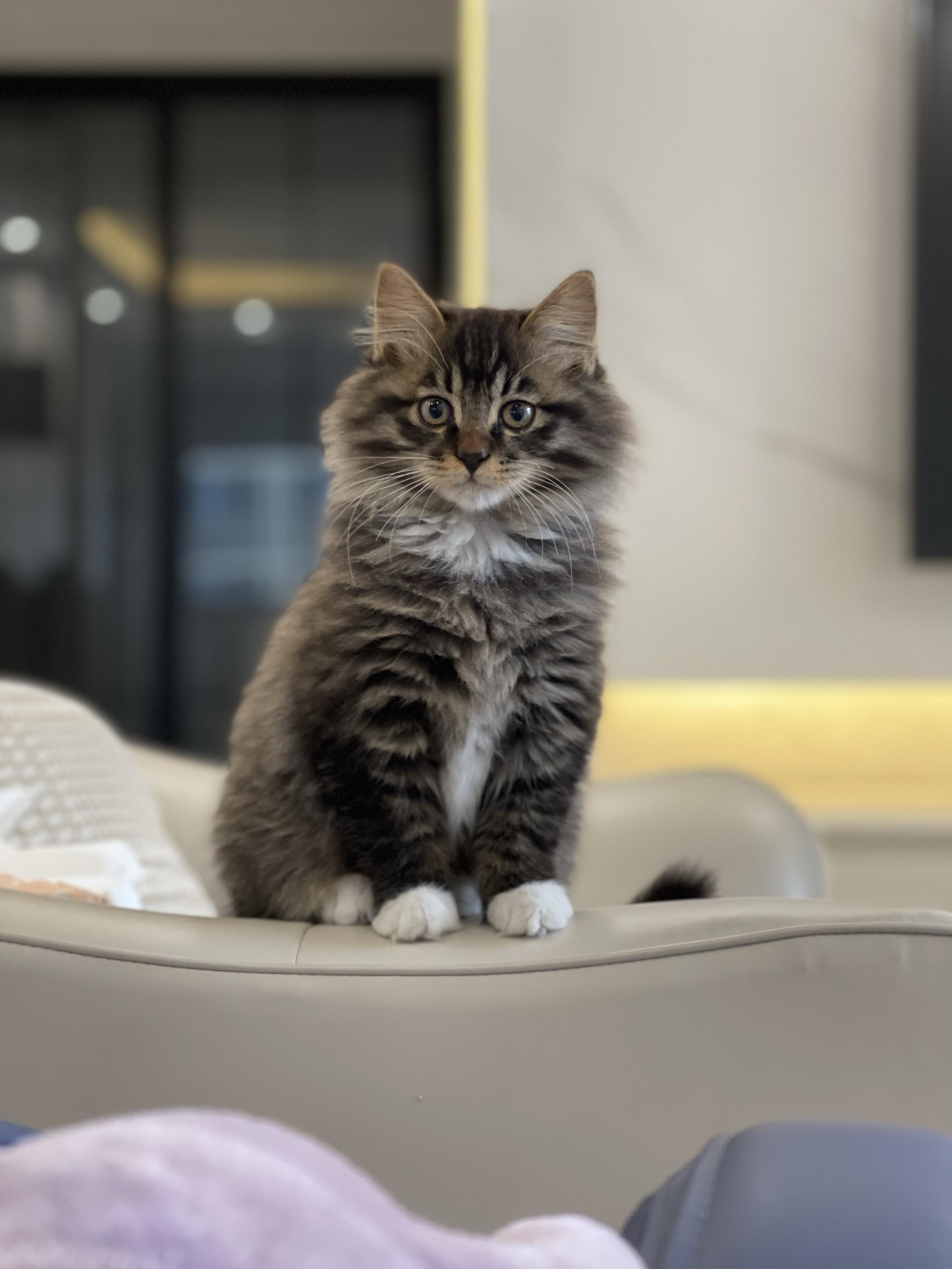 狸花猫和纯白公狮子猫配种会生出什么模样的