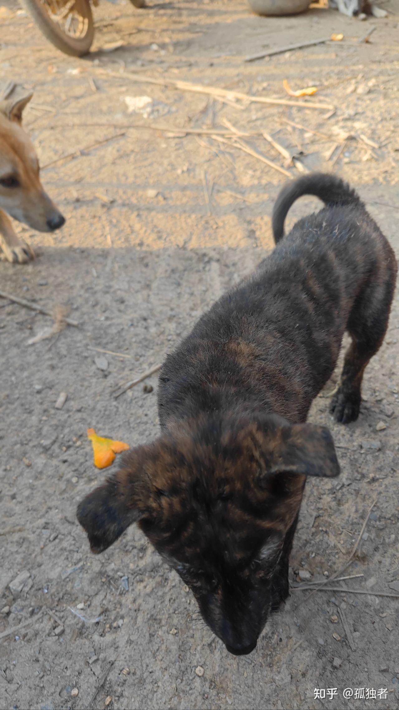 为什么所有狗里面土狗最丑,但是最难死?难道长得丑活得久?