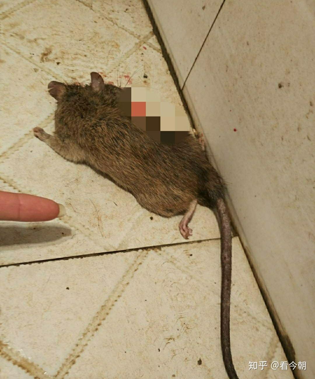 如何看待杨超越徒手抓老鼠的视频? - 知乎