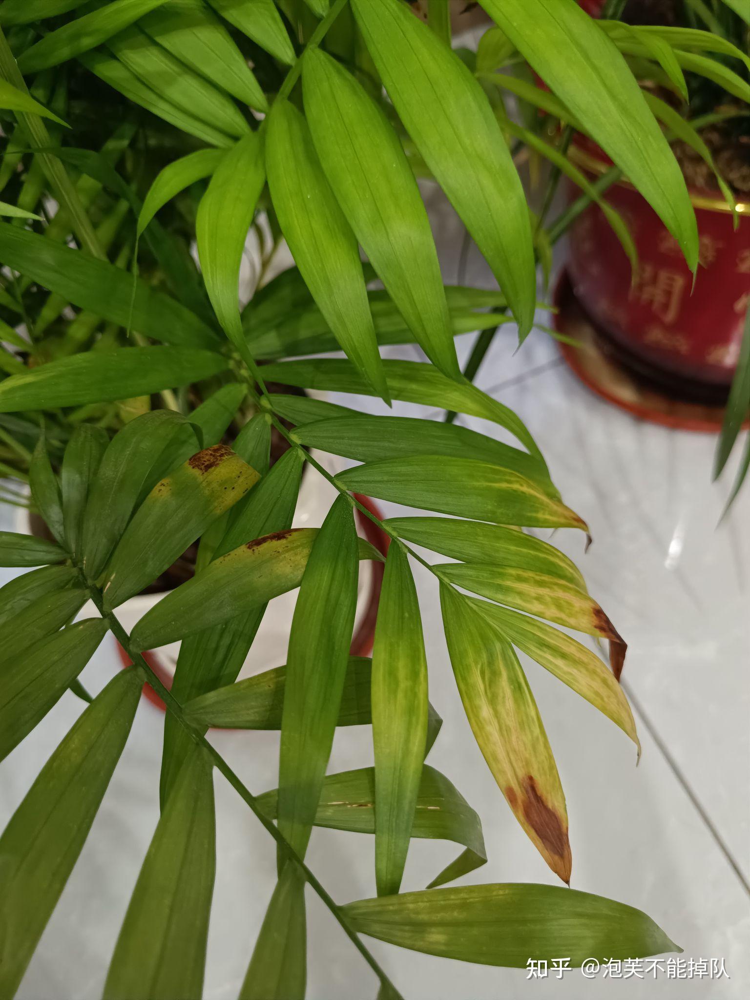 请问养植物的大神们这棵植物叶子开始泛黄是为什么该怎么办