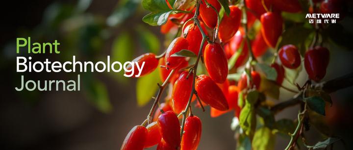 Plant Biotechnol J | 宁夏枸杞所解密枸杞黄酮、甜菜碱与亚精胺的遗传密码 - 知乎