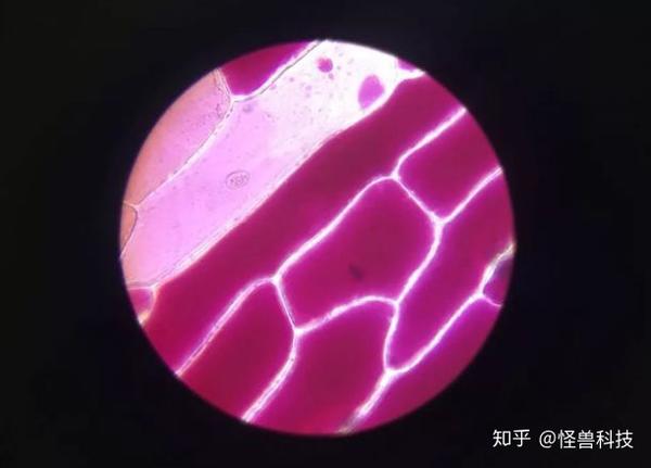 贴在手机上的显微镜 可以将物体放大400倍 知乎