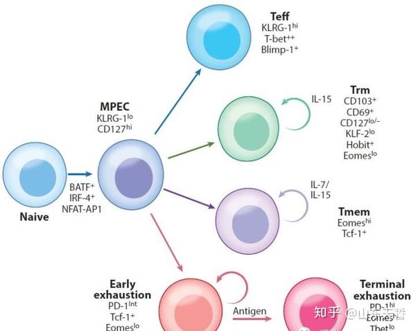 概述t细胞耗竭exhaustion