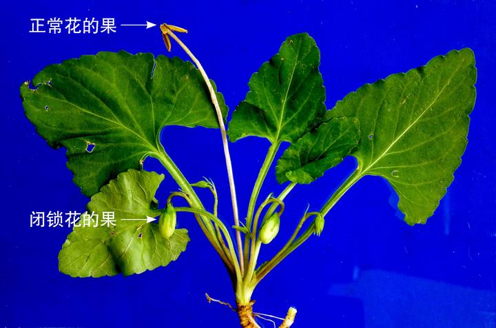马炜梁教授:堇菜属植物的两种生存策略 - 知乎
