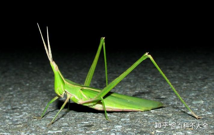 蟋蟀也屬長角亞目,觸角長,產卵器突出而且蝗蟲,蟈蟈的顏色有綠色