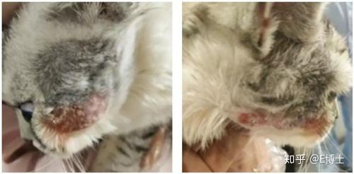 嗜酸性肉芽肿 又一个会终生复发的猫病 嗜酸性肉芽肿复发几率 趋势网络