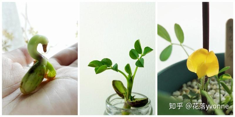 有哪些好养的水培植物 v2-d4808a242b9451284c59aafe781b9550_r.jpg