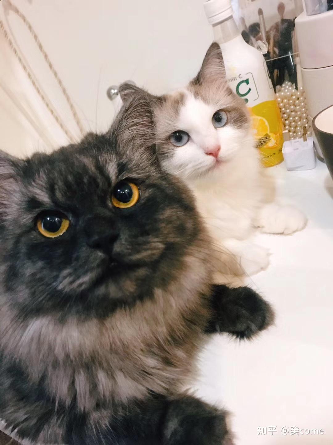 缅因跟布偶杂交的后代长什么样