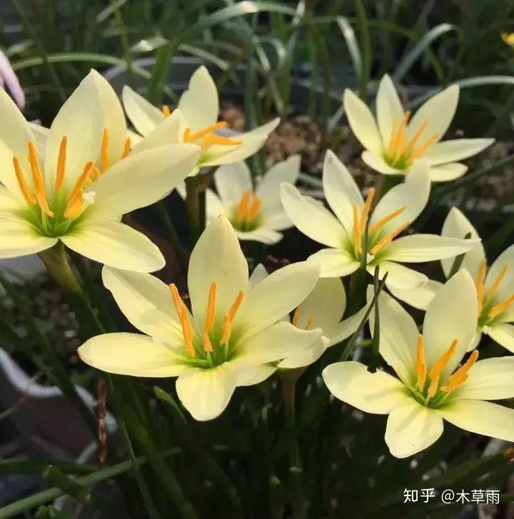 一份超全的风雨兰入坑指南 - 知乎